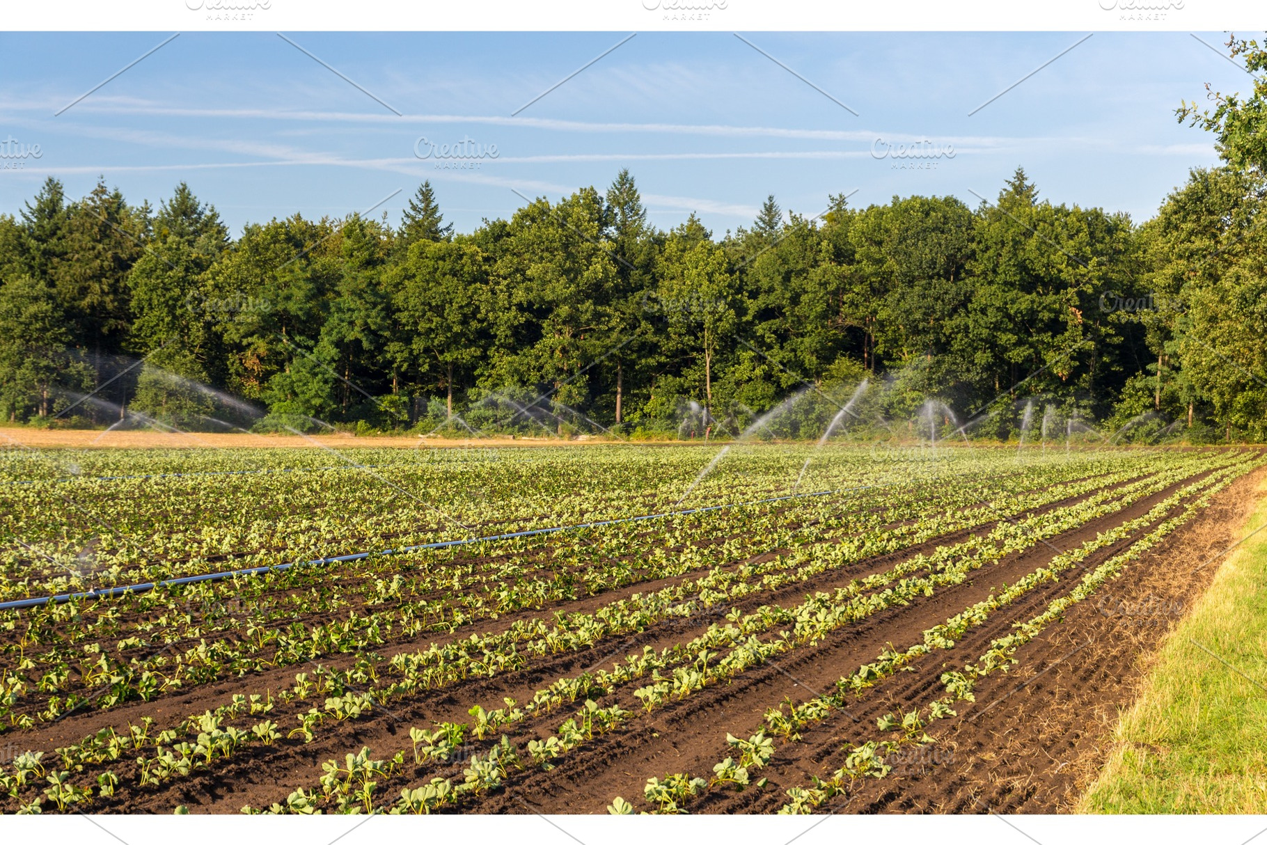 Strawberry field with irrigation in Germany, a Nature Photo by Leonid Andronov