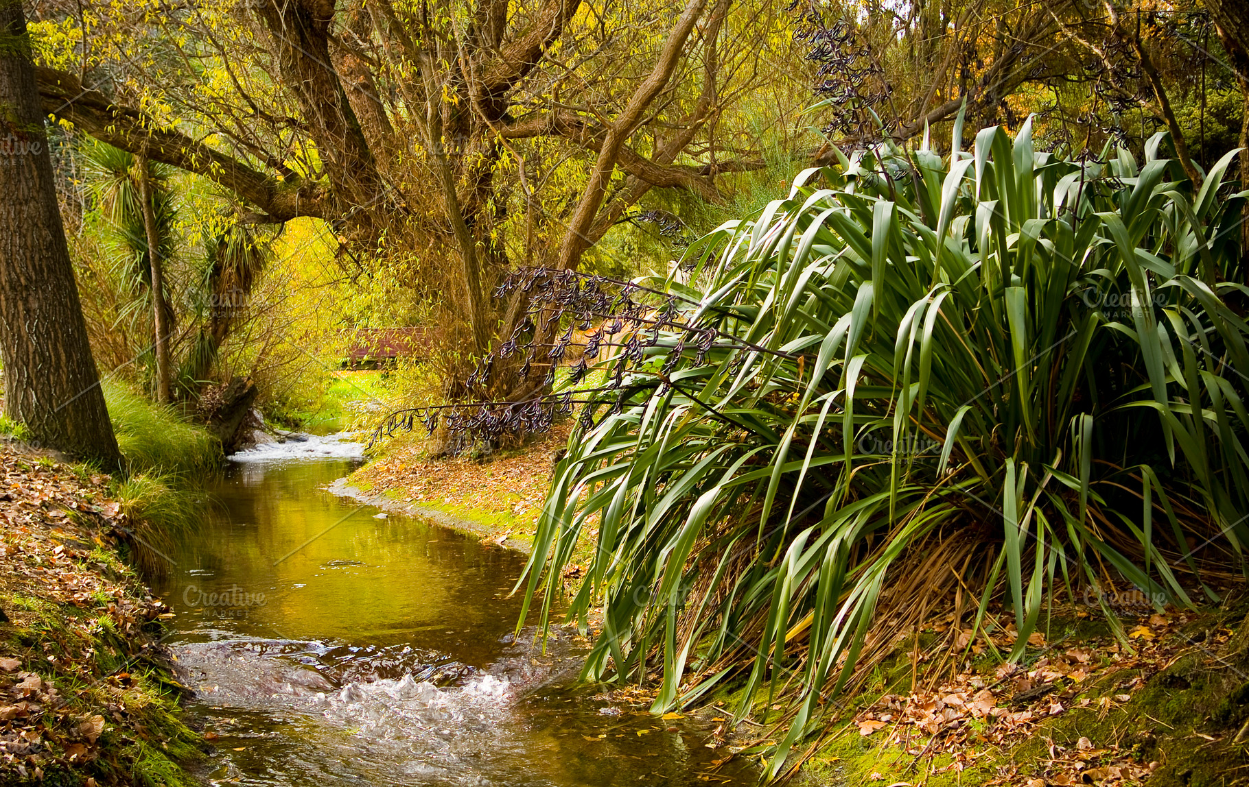 Autumn Leaves River, a Nature Photo by THP Creative