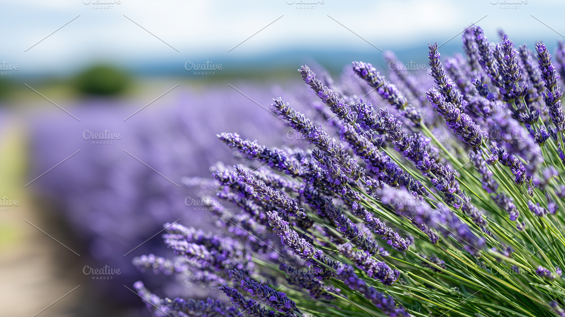 Beautiful lavender field in full, a Nature Photo by MistyDay