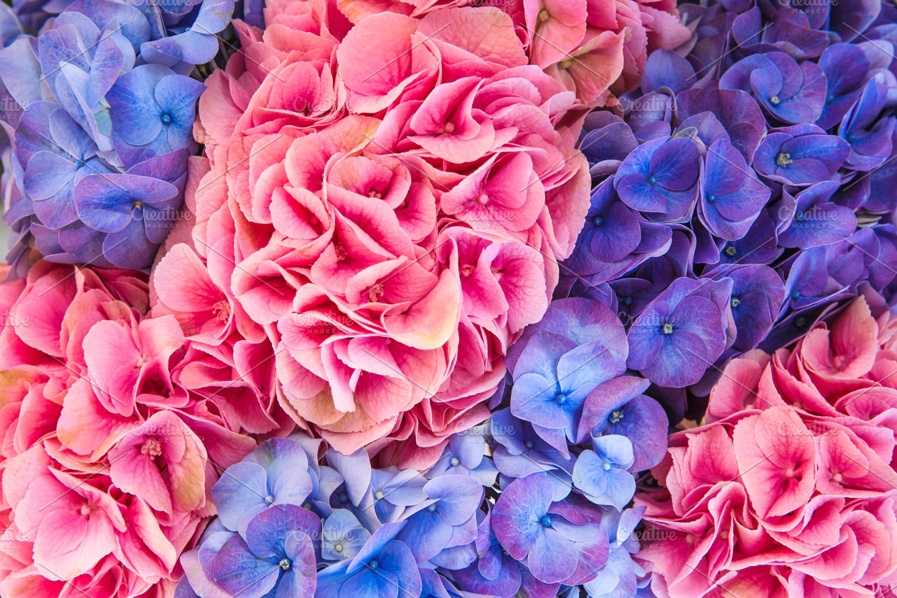 Pink and blue hydrangea background, a Nature Photo by Fargana