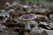 Mushrooms In The Forest Photography, a Nature Photo by Full Circle Design Studio (Thumbnail 10 of 38)