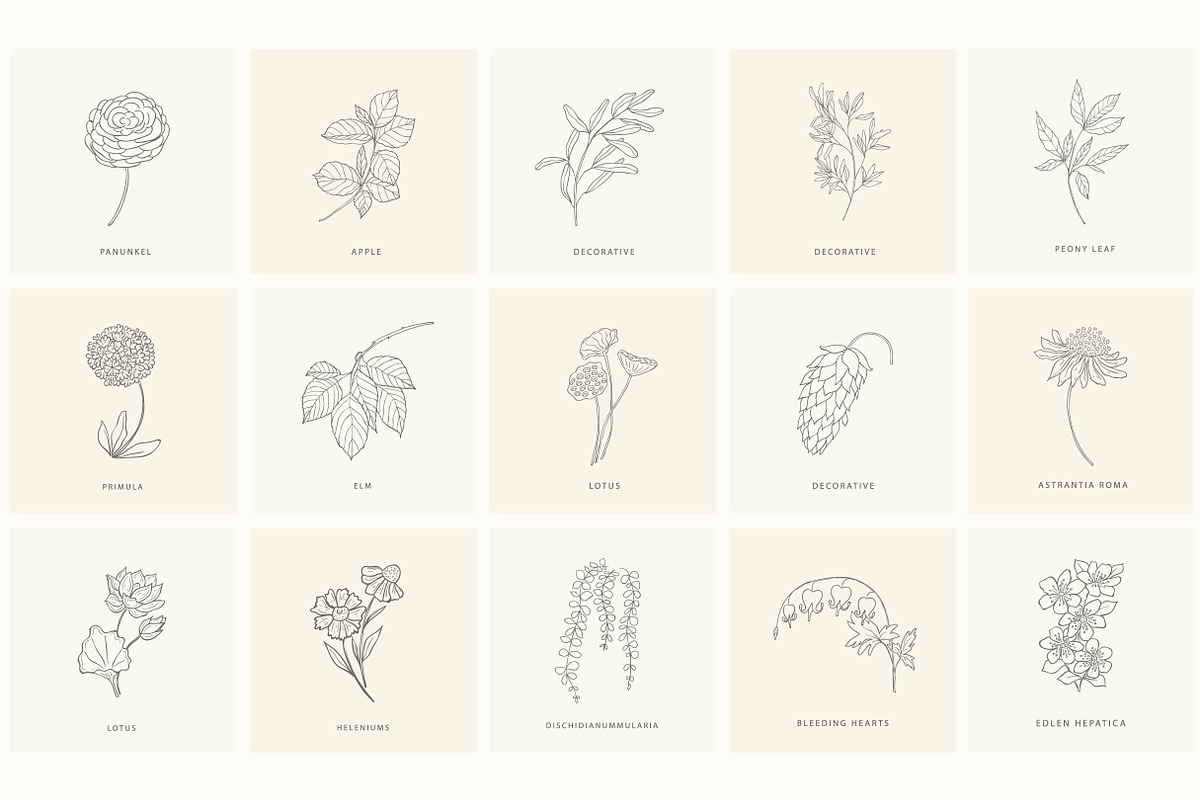 Birth-Flowers. Trendy Plants, Logos, a Seasonal Illustration by Designwork (Photo 20 of 21)