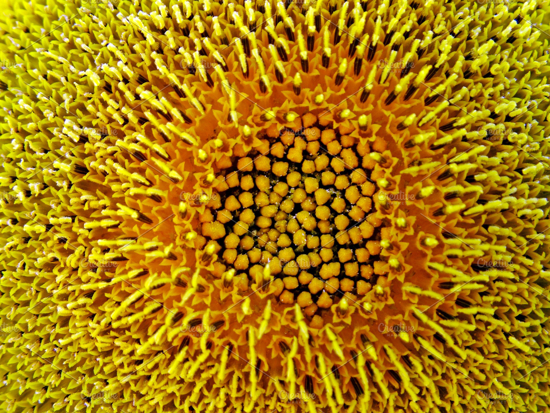 Sunflower Detail