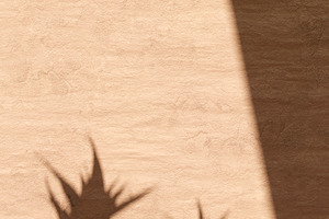 Rustic wall plant shadow background, an Abstract Photo by hitdelight