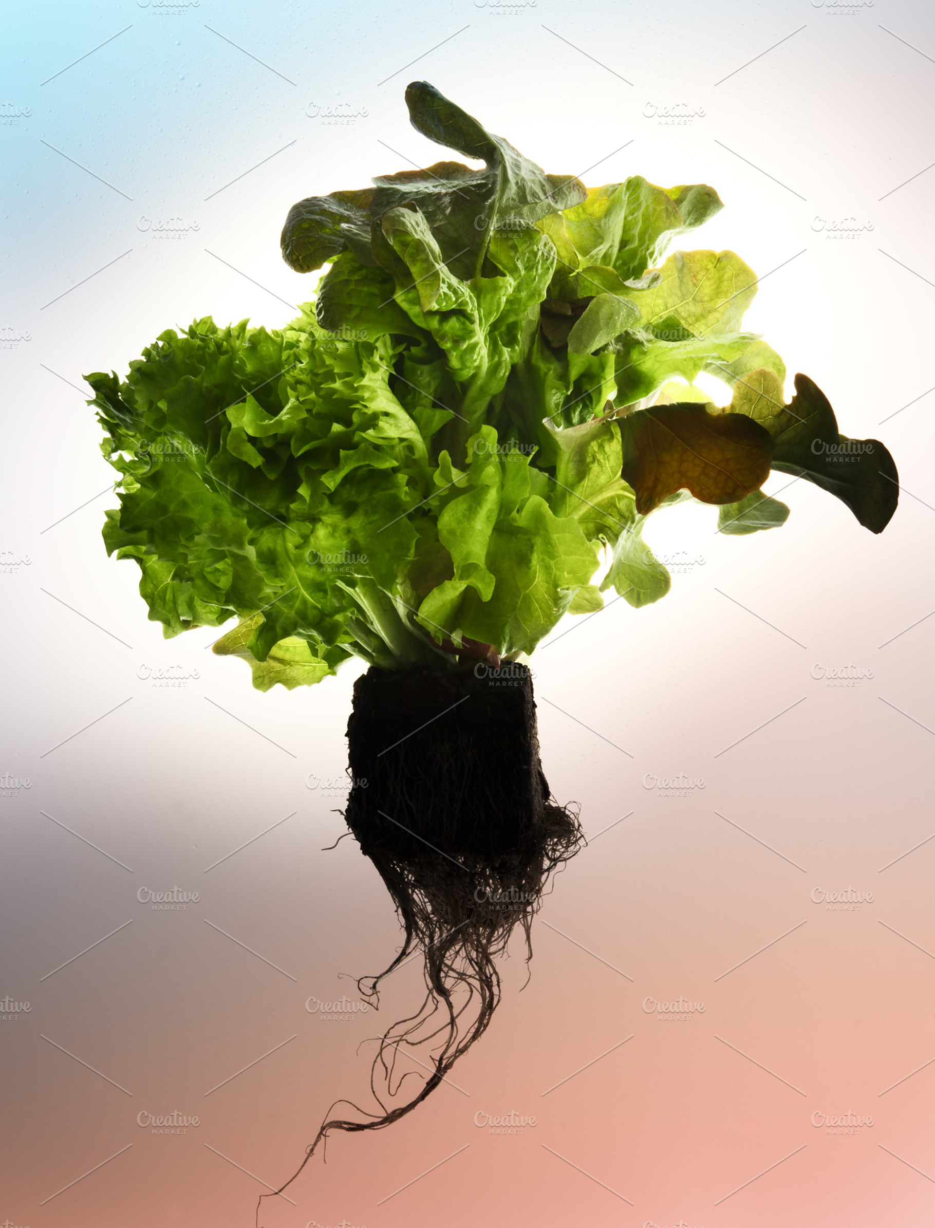 Bush lettuce salad with roots and so stock photo containing green and fresh, a Food & Drink Photo by OXYMORON 