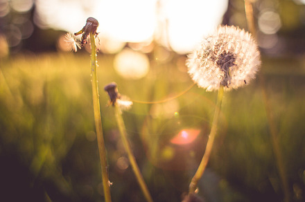 Morning Sunlights Stock Picture preview 6