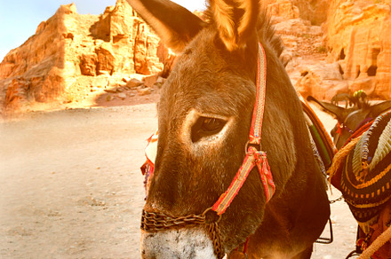 Donkey in petra featuring donkey, petra, and bedouin, an Animal Photo by hitdelight