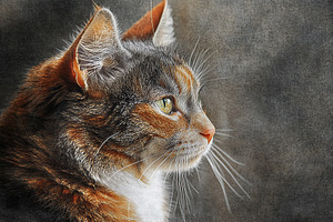 Cute ginger cat on grey background, an Animal Photo by AlyaAnd
