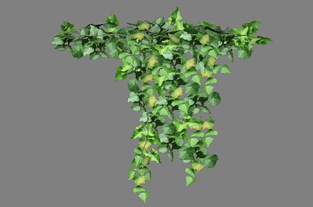 Ivy_Overhang