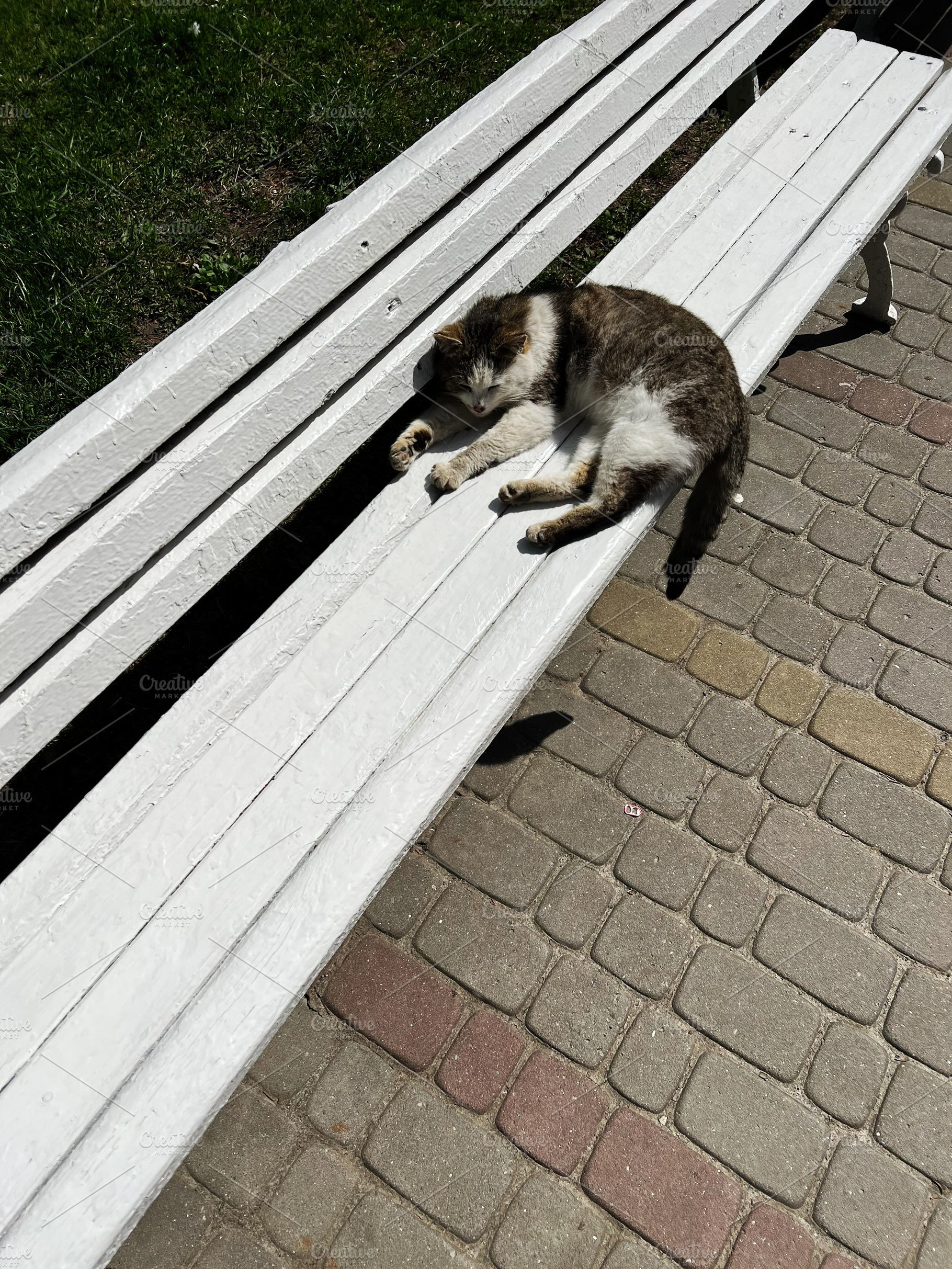 Cat relaxing on a wooden bench under sunlight in a park area, a Photo by AS photostudio