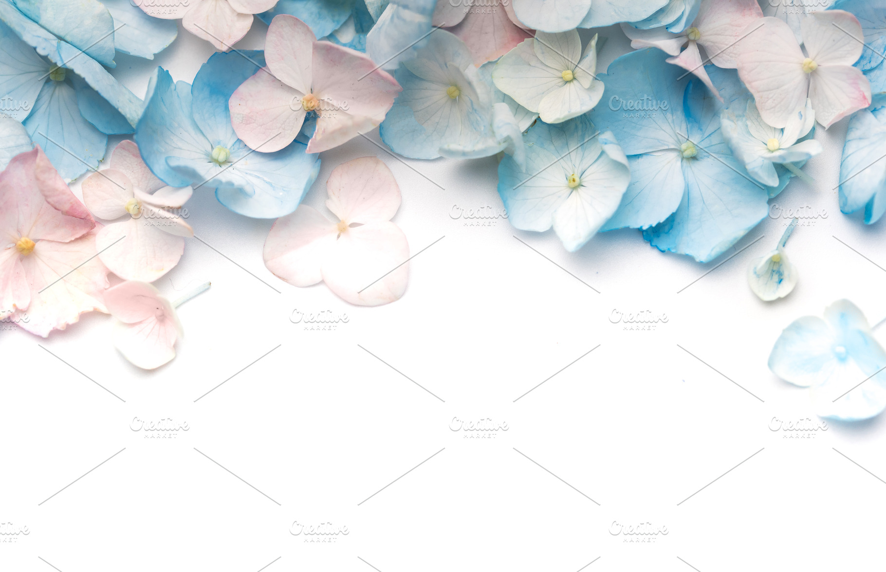 Pastel blue and pink hydrangea blossoms creating border, a Background Photo by Olena Rudo