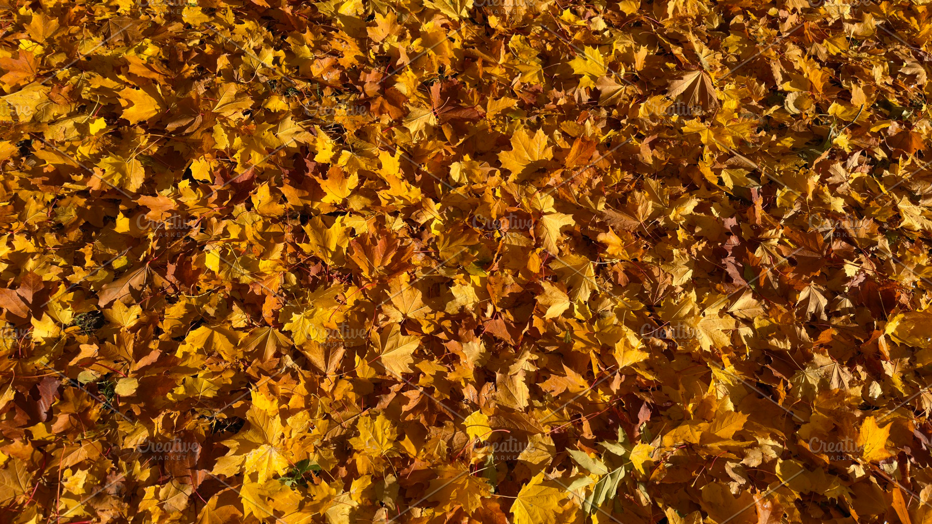 A ground covered with a thick layer of vibrant yellow and orange autumn leaves, a Nature Photo by Textures & Backgrounds