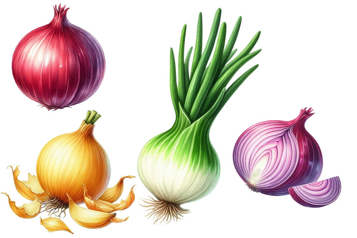Watercolor Onion Clipart, an Illustration by Designworld (Photo 3 of 6)