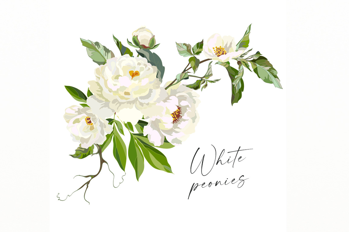 White peonies, a Decorative Illustration by Vasmila (Photo 5 of 9)