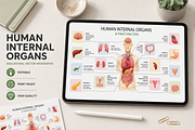 Human Internal Organs, a Healthcare Illustration by alexdndz (Thumbnail 1 of 3)