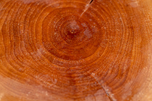 polished cherry tree with annual rings covered with drops of water, wet sawn ch, a Photo by rsoollAI