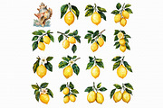 Watercolor Lemon Clipart, an Illustration by Libby Wishes (Thumbnail 4 of 4)