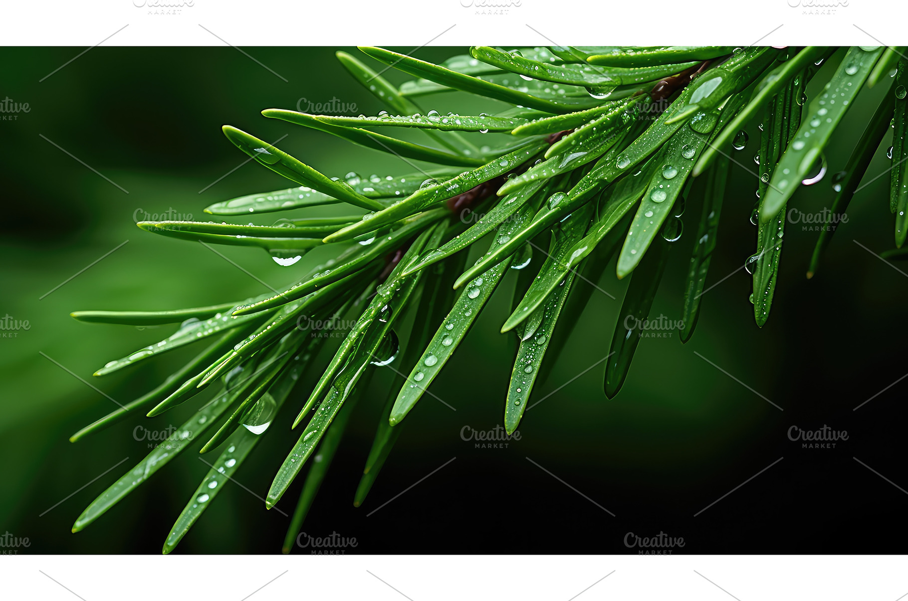 captures evergreen sprig ai, a Background Photo by pikepicture