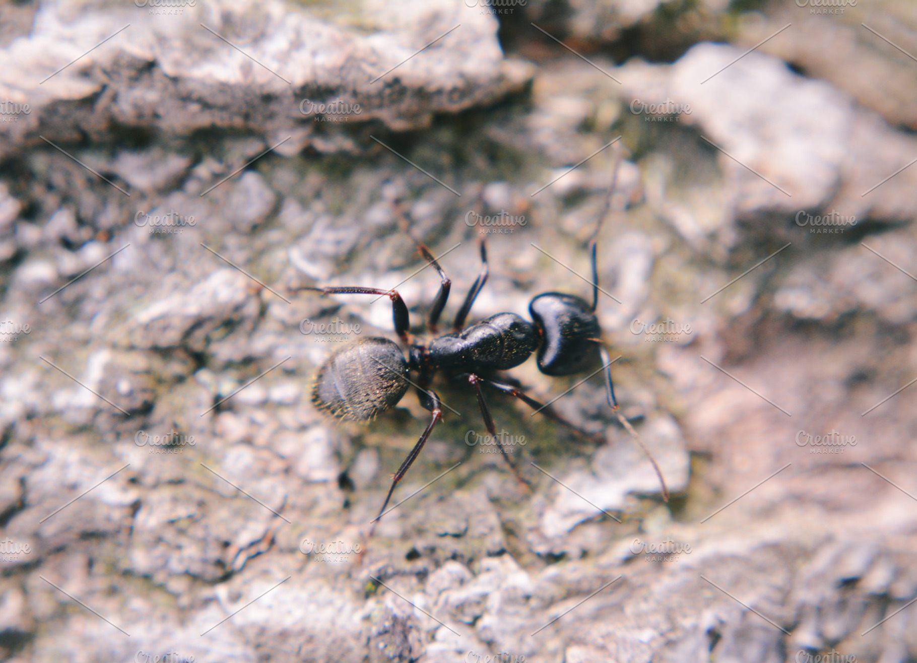 Ant Featuring Insect Small And Ant