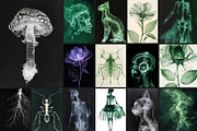 55 Immortal X-ray Print Posters, a Texture Graphic by NassyArt (Thumbnail 6 of 14)