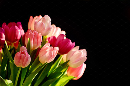 Tulips, a Photo by Peopleimages.com