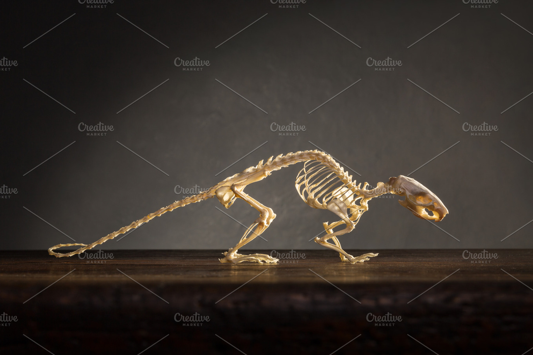 Skeleton of rat on the table