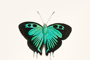 Drawing Of Double-tailed Butterfly