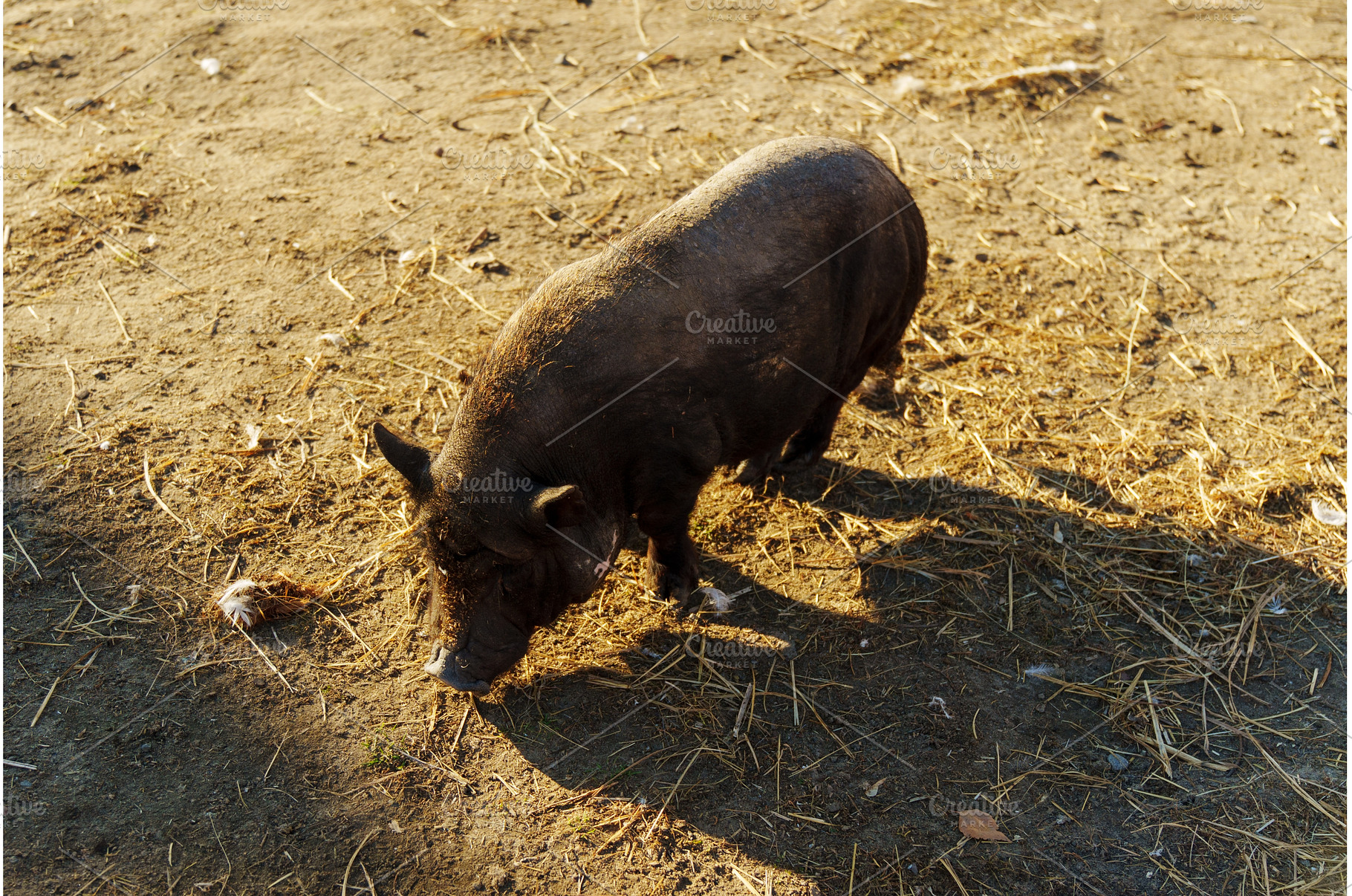 Adventurous pig explores the sunny, an Animal Photo by darksoul72