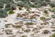 Whale skeleton on sandy beach at Seal Bay, Kangaroo Island, Aust, a Nature Photo by GoodGoods (Thumbnail 1 of 2)