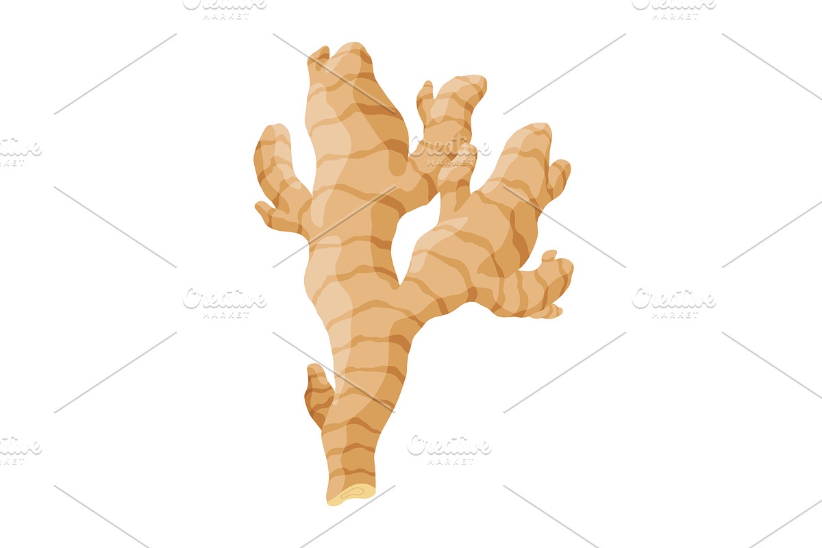 Ginger root. Aromatic herbal spice, a Food Illustration by the8monkey