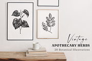 Apothecary Plants & Herbs Vector Set, a Healthcare Illustration by Yevheniia (Thumbnail 2 of 11)