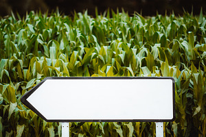Blank arrow sign mockup in cornfield, a Photo by SkyNext