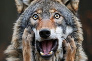 236 surprised animals, an Animal Photo by Handmadefont (Thumbnail 165 of 241)