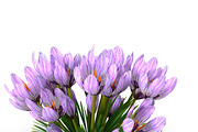 Crocus violet, an Environmental 3D Model by AndrewWhite (Thumbnail 9 of 9)