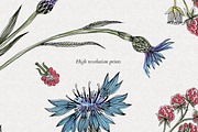 Cornflowers and Raspberries, a Texture Illustration by Volga_Store (Thumbnail 3 of 12)