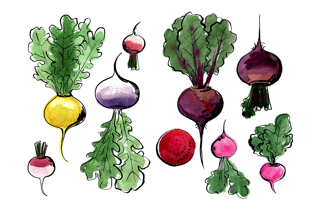 Vegetables vector sketch watercolor, a Food Illustration by irina.vaneeva (Photo 4 of 18)