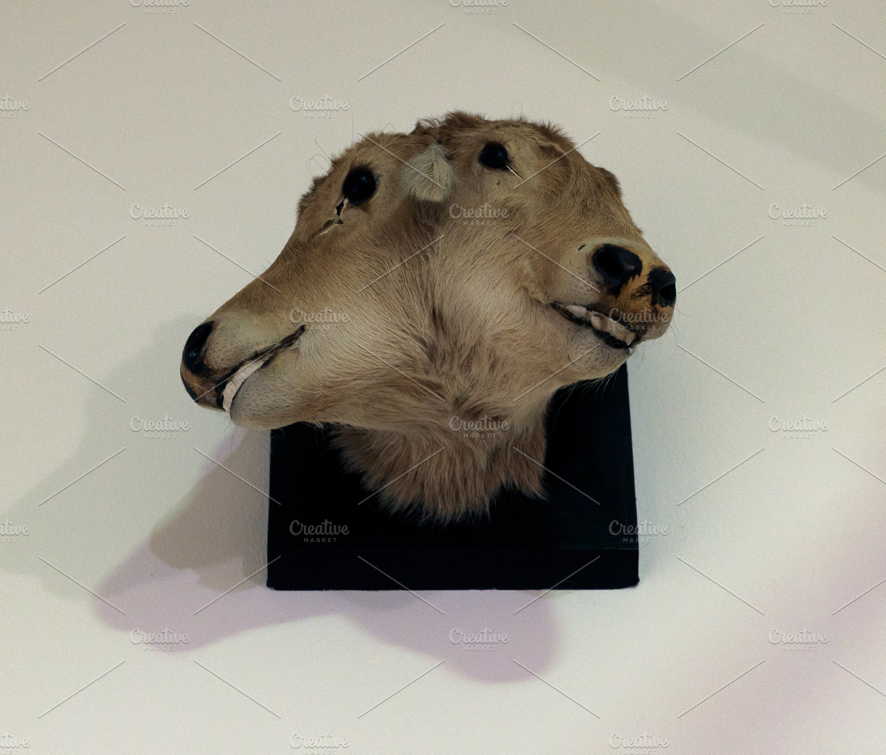 Stuffed two-headed animal on display at the Civic Museum of Natu, an Animal Photo by Bepslabor