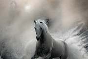Dreamy Monochrome Horse Artworks, an Animal Illustration by ETARA by Mea Hau (Thumbnail 5 of 5)