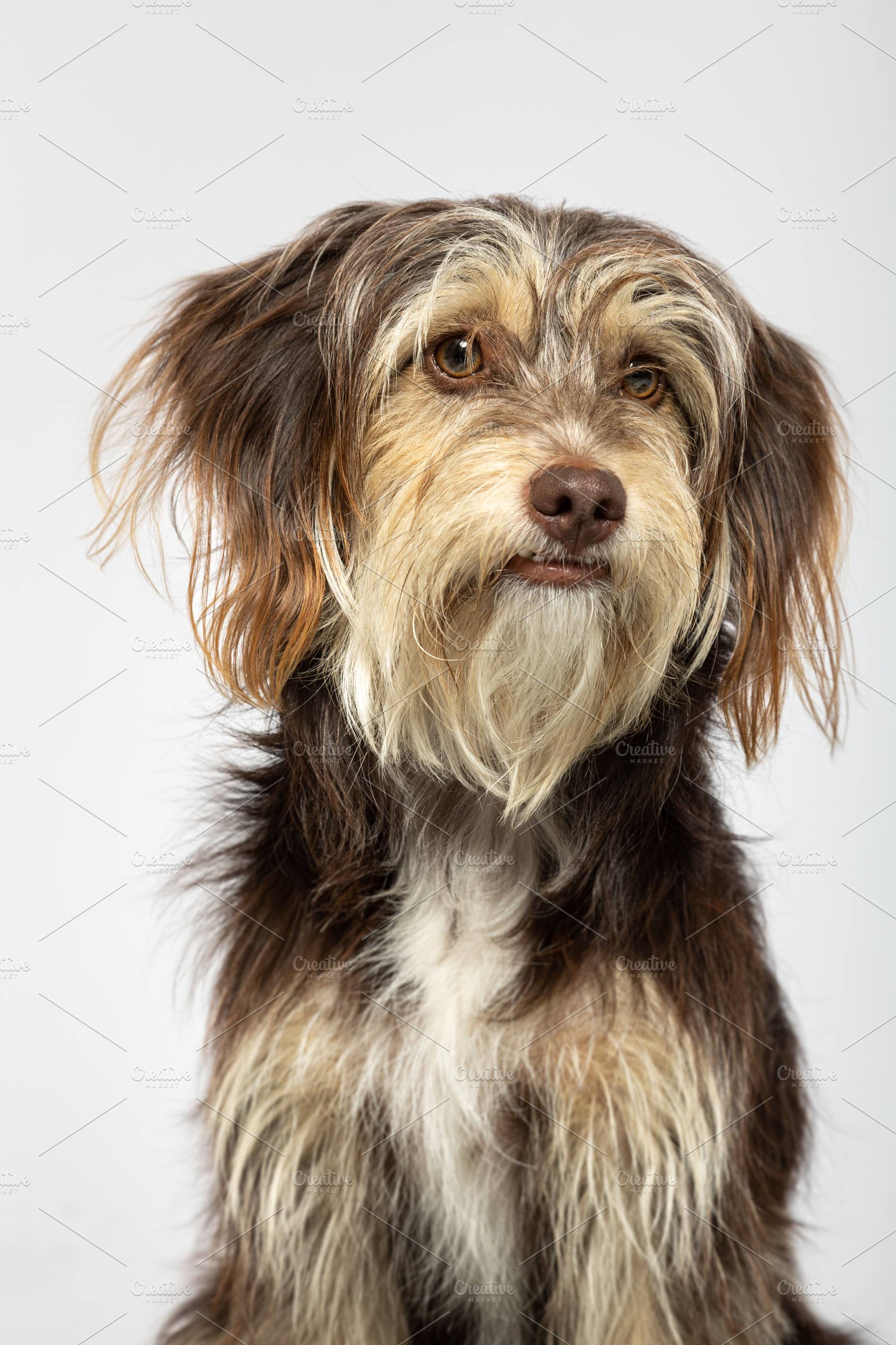 Small furry dog on white background, an Animal Photo by TxemaG
