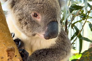 Koala, an Animal Photo by THP Creative