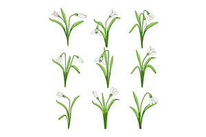 Snowdrop flowers blooming, an Object Illustration by pikepicture