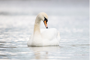 Majestic White Swan Swimming