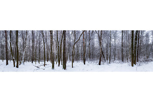 Winter forest panorama, a Nature Photo by Nature and travel
