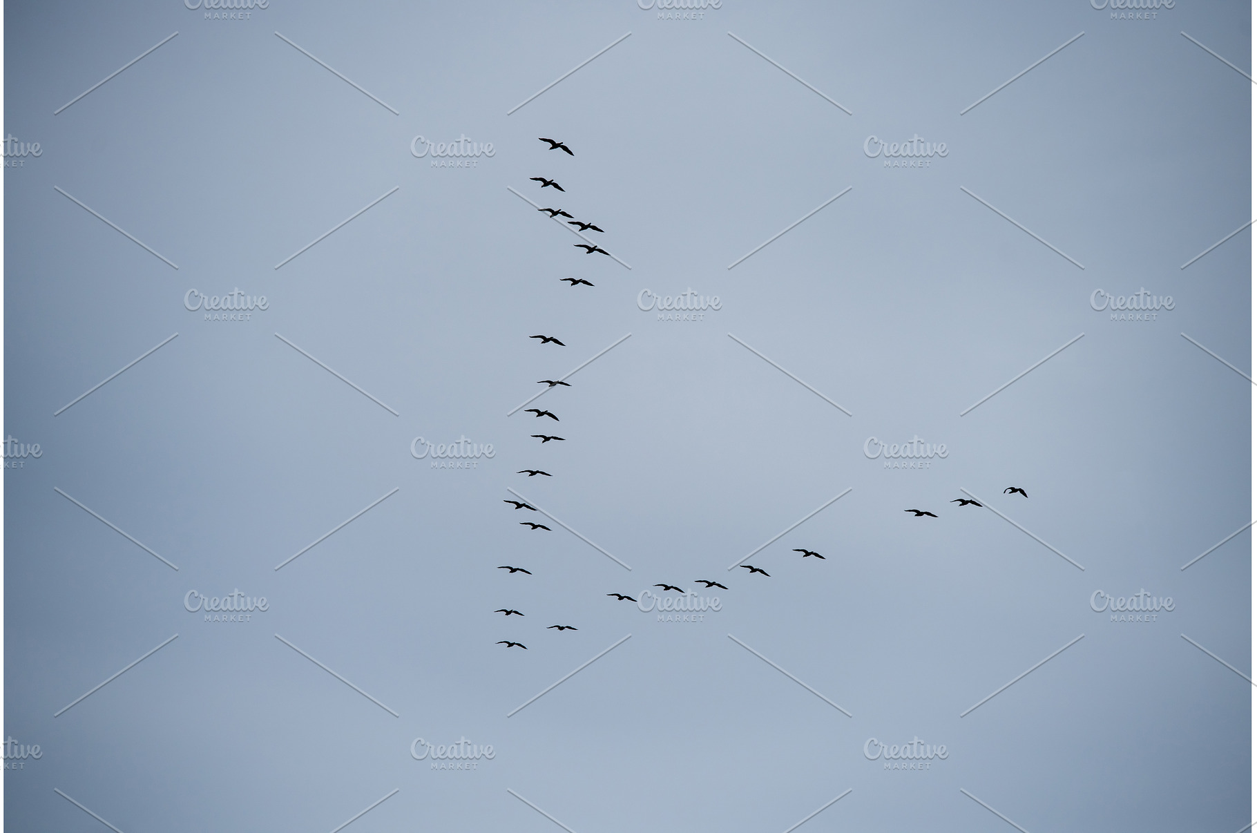 Flock of flying geese in blue sky, an Animal Photo by COLORFUL