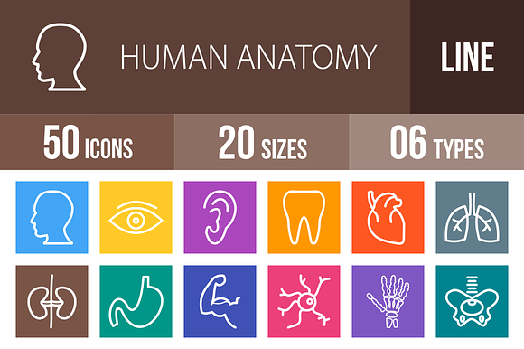 50 Human Anatomy Line Multicolor