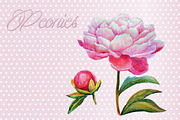 Peonies watercolor, an Illustration by El Design (Thumbnail 3 of 3)
