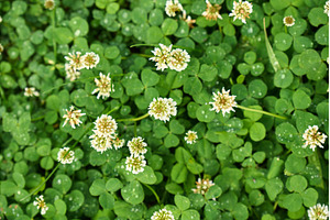 Clover blossoms flourish in a lush, a Nature Photo by darksoul72