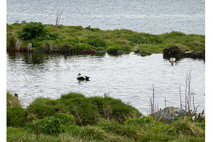 Eider ducks in pond at Skalanes, a Nature Photo by Backyard Stock