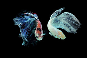betta fish, betta fish on black back