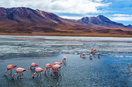 Pink Flamingoes in Bolivia